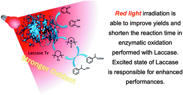 Graphical abstract: Acceleration of oxidation promoted by laccase irradiation with red light