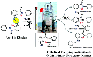 Graphical abstract: Synthesis and antioxidant activities of N-thiophenyl ebselenamines: a 77Se{1H} NMR mechanistic study