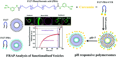 Graphical abstract: Exploring the membrane fluidity of phenyl boronic acid functionalized polymersomes using the FRAP technique and their application in the pH-sensitive release of curcumin