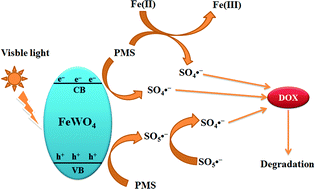 Graphical abstract: Synergetic effects of photocatalysis and peroxymonosulfate activated by FeWO4 for enhanced photocatalytic activity under visible light irradiation