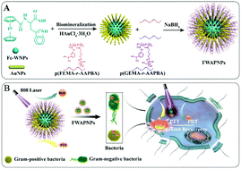Graphical abstract: Virus-like-inspired nanoparticles facilitate bacterial internalization for enhanced eradication of drug-resistant pathogens