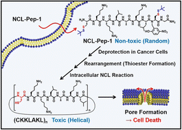 Graphical abstract: Induced cytotoxicity of peptides by intracellular native chemical ligation