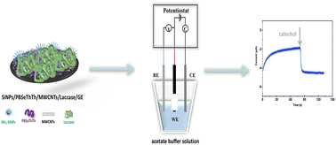 Graphical abstract: Fabrication of D–A–D type conducting polymer, carbon nanotubes and silica nanoparticle-based laccase biosensor for catechol detection