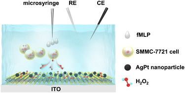 Graphical abstract: AgPt/MoS2 hybrid as electrochemical sensor for detecting H2O2 release from living cells