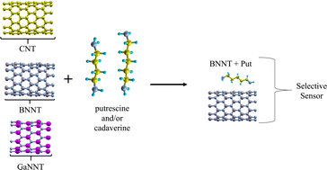 Graphical abstract: Detection of cadaverine and putrescine on (10,0) carbon, boron nitride and gallium nitride nanotubes: a density functional theory study