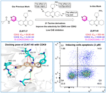 Graphical abstract: Novel tacrine derivatives as potential CDK9 inhibitors with low cholinesterase inhibitory properties: design, synthesis, and biological evaluation