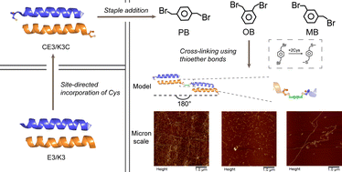 Graphical abstract: Benzylic bromide induced peptide cross-linking for nanofiber assembly