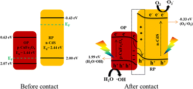Graphical abstract: Construction of a S-scheme CdS/CuFe2O4 heterojunction with suppressed charge recombination for enhanced visible light-driven photocatalytic activity