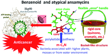 Graphical abstract: Structural diversity and biological relevance of benzenoid and atypical ansamycins and their congeners
