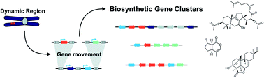 Graphical abstract: Plant biosynthetic gene clusters in the context of metabolic evolution