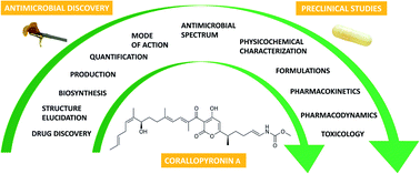 Graphical abstract: Corallopyronin A: antimicrobial discovery to preclinical development