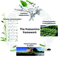 Graphical abstract: Harmonizing biosynthesis with post-ingestive modifications to understand the ecological functions of plant natural products