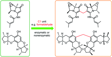 Graphical abstract: Methylene-bridged dimeric natural products involving one-carbon unit in biosynthesis