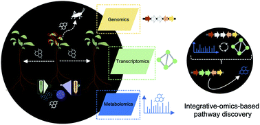Graphical abstract: Integrative omics approaches for biosynthetic pathway discovery in plants