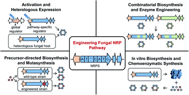 Graphical abstract: Engineering the biosynthesis of fungal nonribosomal peptides