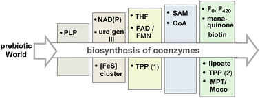 Graphical abstract: On the evolution of coenzyme biosynthesis
