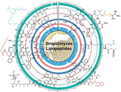 Graphical abstract: Structural diversity, biosynthesis, and biological functions of lipopeptides from Streptomyces