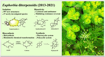 Graphical abstract: Euphorbia diterpenoids: isolation, structure, bioactivity, biosynthesis, and synthesis (2013–2021)