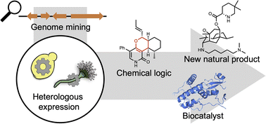 Graphical abstract: Deciphering chemical logic of fungal natural product biosynthesis through heterologous expression and genome mining