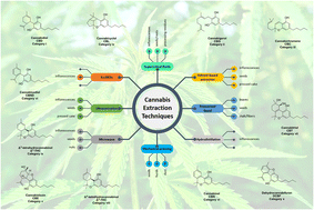 Graphical abstract: Extraction techniques for bioactive compounds of cannabis