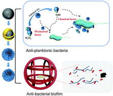 Graphical abstract: Magnetic-controlled dandelion-like nanocatalytic swarm for targeted biofilm elimination