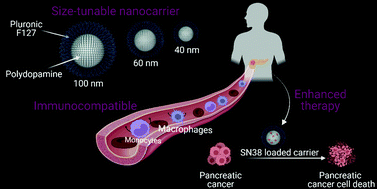 Graphical abstract: Size-tuneable and immunocompatible polymer nanocarriers for drug delivery in pancreatic cancer