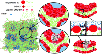 Graphical abstract: Effect of encapsulated protein on the dynamics of lipid sponge phase: a neutron spin echo and molecular dynamics simulation study