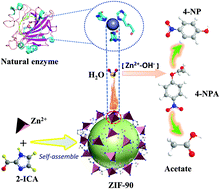 Graphical abstract: ZIF-90 with biomimetic Zn–N coordination structures as an effective nanozyme to mimic natural hydrolase