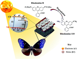 Graphical abstract: Bioinspired hierarchical 3D flower-in-ridge hybrid structure for the photodegradation of persistent organic pollutants