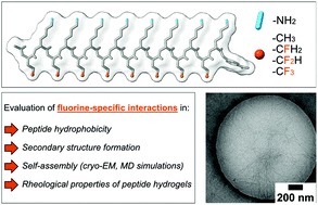 Graphical abstract: Rational design of amphiphilic fluorinated peptides: evaluation of self-assembly properties and hydrogel formation