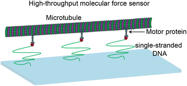Graphical abstract: High-throughput force measurement of individual kinesin-1 motors during multi-motor transport