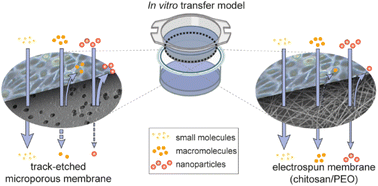 Graphical abstract: Novel electrospun chitosan/PEO membranes for more predictive nanoparticle transport studies at biological barriers
