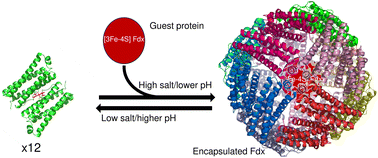 Graphical abstract: Protein encapsulation within the internal cavity of a bacterioferritin