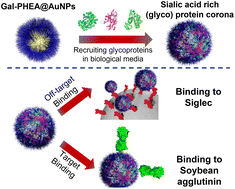 Graphical abstract: Polymer-tethered glycosylated gold nanoparticles recruit sialylated glycoproteins into their protein corona, leading to off-target lectin binding