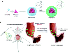 Graphical abstract: Poly(lactic acid)-hyperbranched polyglycerol nanoparticles enhance bioadhesive treatment of esophageal disease and reduce systemic drug exposure