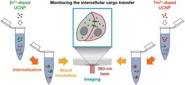 Graphical abstract: Visualization of intercellular cargo transfer using upconverting nanoparticles