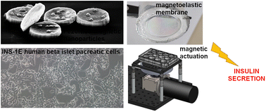 Graphical abstract: Magnetic particles for triggering insulin release in INS-1E cells subjected to a rotating magnetic field