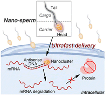 Graphical abstract: Sperm-like nanocarriers for ultrafast delivery of antisense DNA