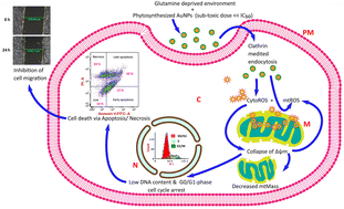 Graphical abstract: Low-dose exposure to phytosynthesized gold nanoparticles combined with glutamine deprivation enhances cell death in the cancer cell line HeLa via oxidative stress-mediated mitochondrial dysfunction and G0/G1 cell cycle arrest