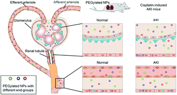 Graphical abstract: Kidney functional stages influence the role of PEG end-group on the renal accumulation and distribution of PEGylated nanoparticles