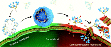 Graphical abstract: Dynamic self-assembling supramolecular dendrimer nanosystems as potent antibacterial candidates against drug-resistant bacteria and biofilms