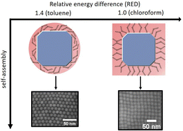 Graphical abstract: Solvent controlled 2D structures of bottom-up fabricated nanoparticle superlattices