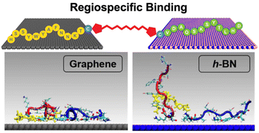Graphical abstract: Achieving regioselective materials binding using multidomain peptides