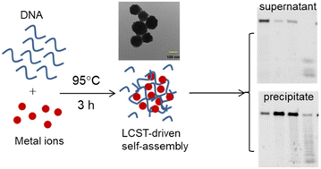 Graphical abstract: Protection of DNA by metal ions at 95 °C: from lower critical solution temperature (LCST) behavior to coordination-driven self-assembly