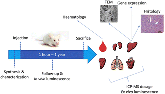 Graphical abstract: Fate and biological impact of persistent luminescence nanoparticles after injection in mice: a one-year follow-up
