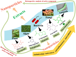 Graphical abstract: Retrospective analysis of the key molecules involved in the green synthesis of nanoparticles
