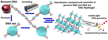 Graphical abstract: Biomass derived self-assembled DNA-dot hydrogels for enhanced bacterial annihilation
