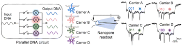 Graphical abstract: Parallel DNA circuits by autocatalytic strand displacement and nanopore readout