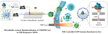 Graphical abstract: Microfluidic-assisted biomineralization of CRISPR/Cas9 in near-infrared responsive metal–organic frameworks for programmable gene-editing