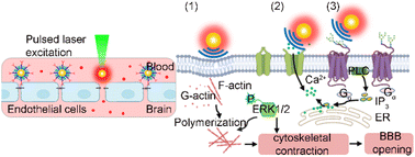 Graphical abstract: Mechanobiological modulation of blood–brain barrier permeability by laser stimulation of endothelial-targeted nanoparticles